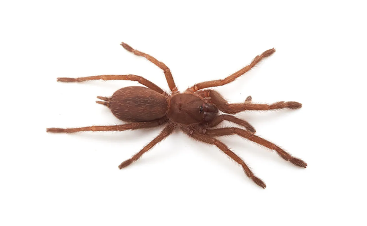 /img/21481-sydney-tarantula-sale-guide.webp