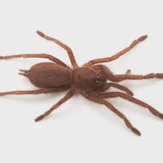 /img/21481-sydney-tarantula-sale-guide.webp