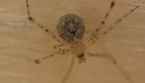 21481 tarantula feeding sydney