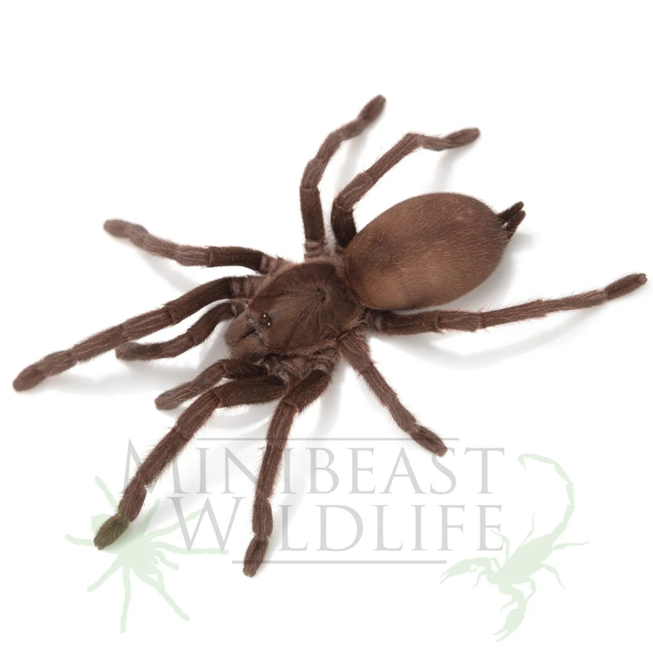 21481 tarantula species sydney