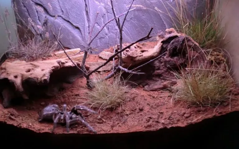 21482 tarantula enclosure overview
