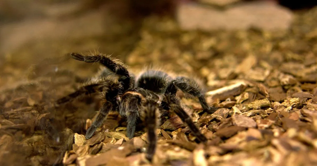 21482 tarantula enclosure size