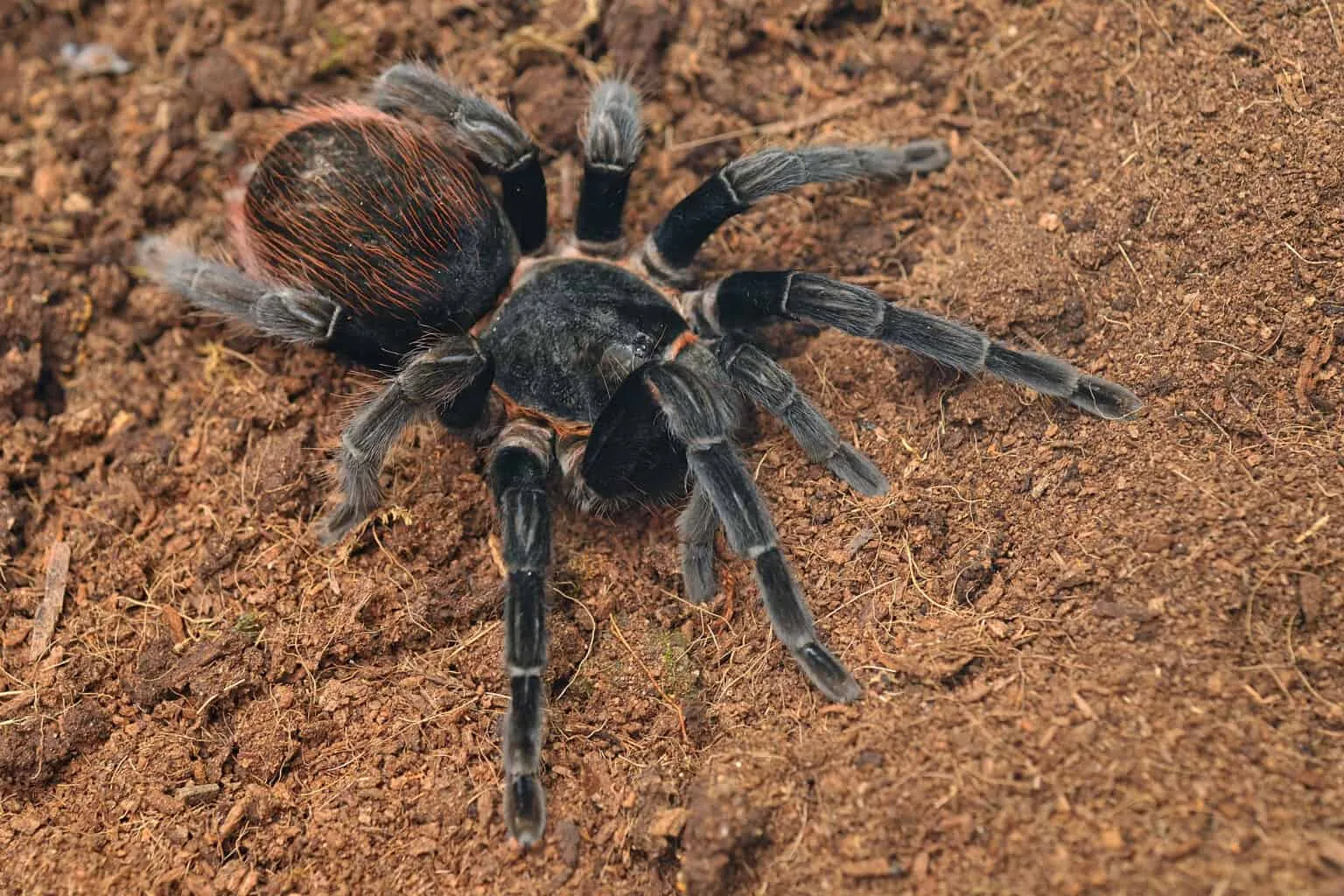 21485 tarantula enclosure furnishings