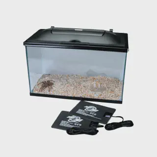 /img/21485-tarantula-happy.webp