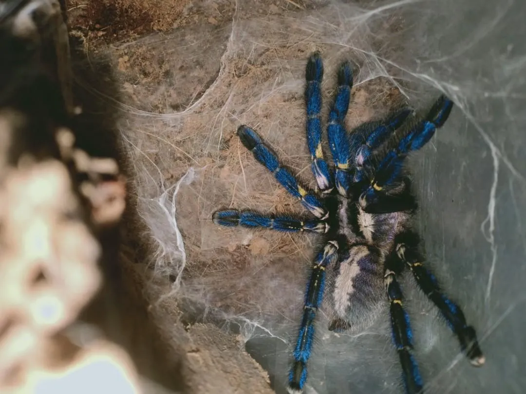 21485 tarantula temperature regulation