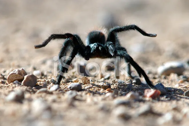 21487 baby tarantula types
