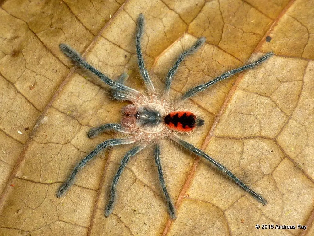 21487 tarantula naming