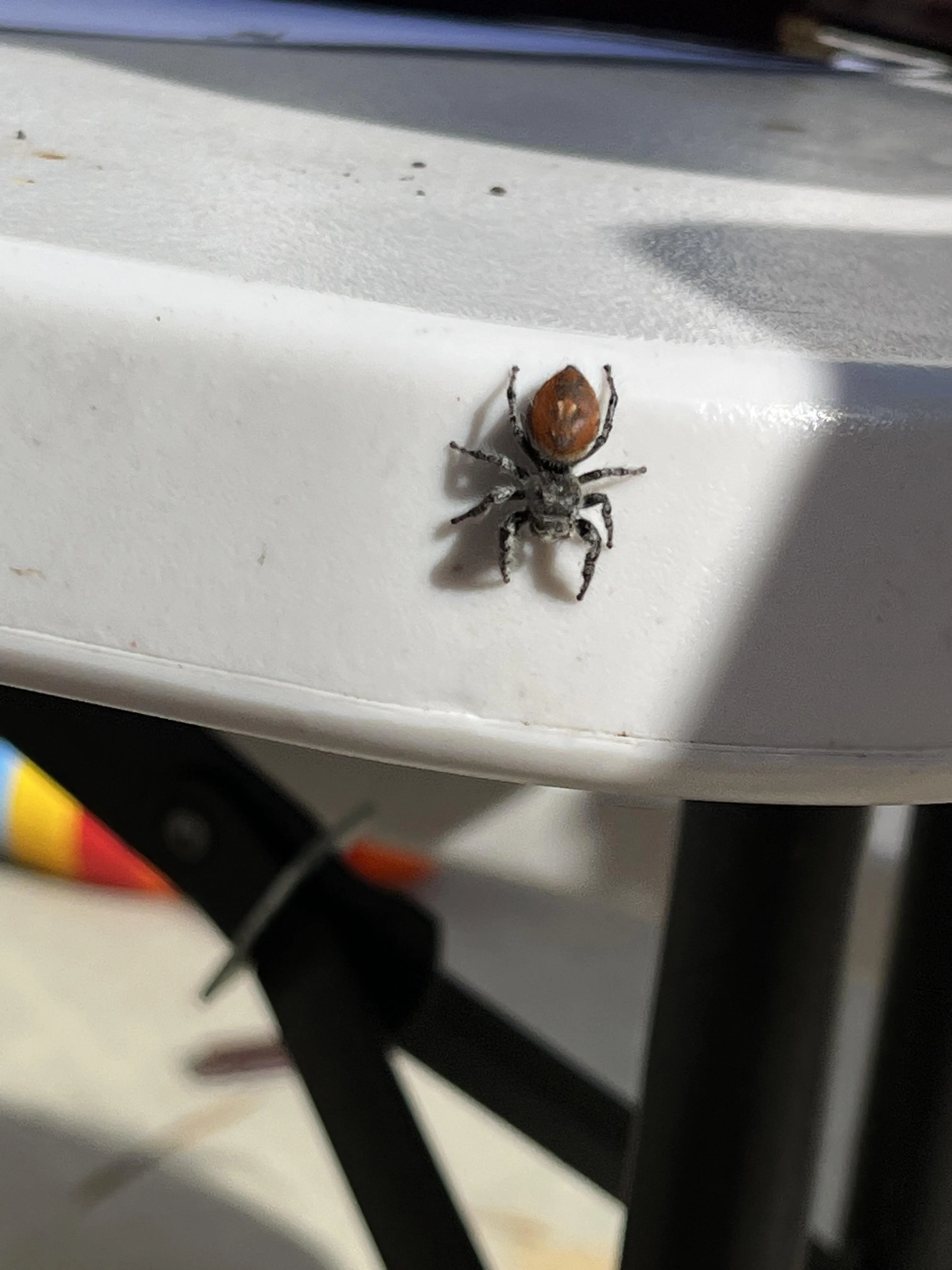 21487 tarantula personality