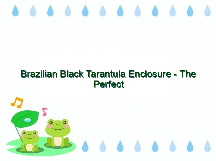 21488 brazilian black tarantula adult enclosure