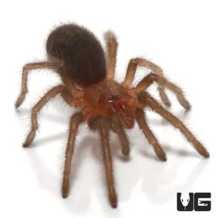 21488 brazilian black tarantula decorations