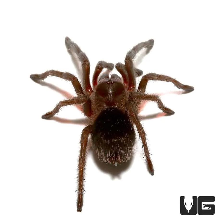 21488 brazilian black tarantula juvenile enclosure
