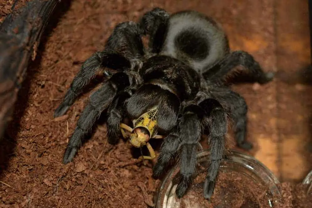 21488 brazilian black tarantula substrate options