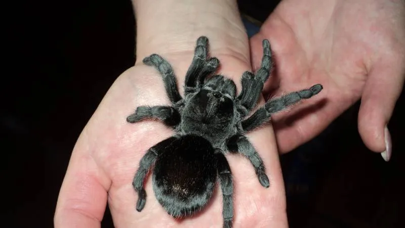 21488 brazilian black tarantula thermometer