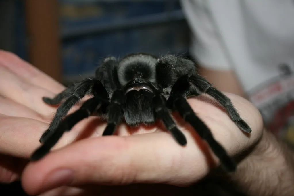 /img/21488-brazilian-black-tarantula-ventilation.webp