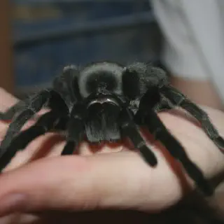 /img/21488-brazilian-black-tarantula-ventilation.webp