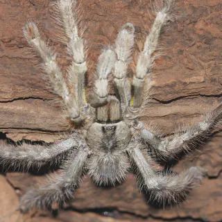 /img/21490-tarantula-tank-maintenance.webp