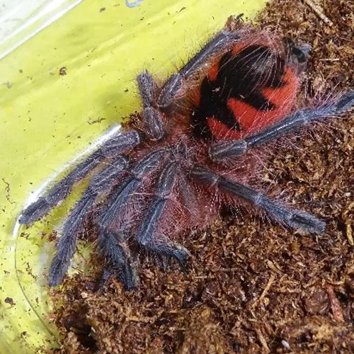 21491 purple bloom tarantula close up