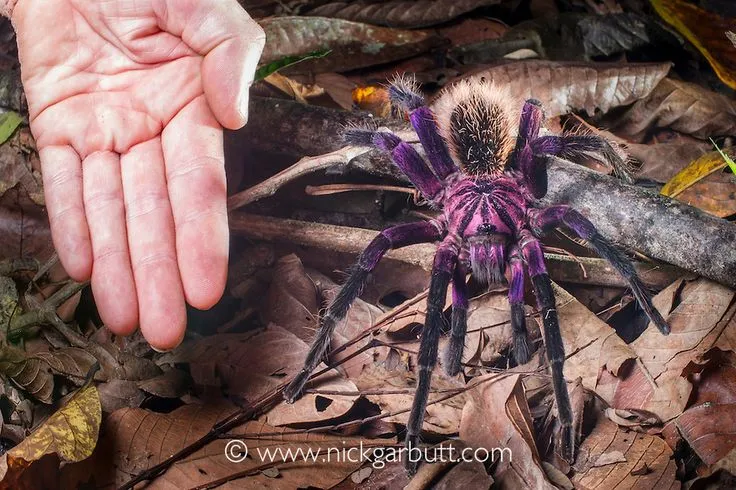 21491 purple bloom tarantula in habitat