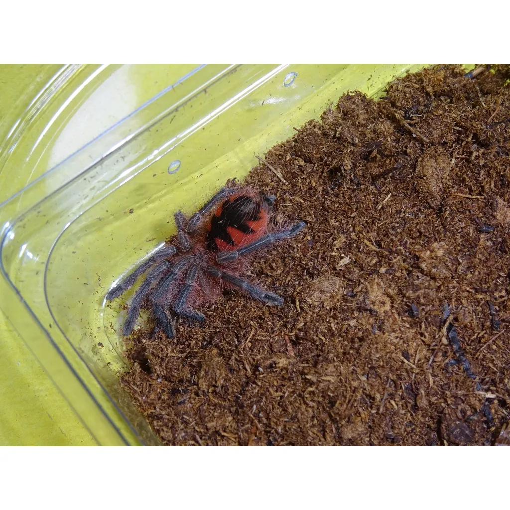21491 tarantula enclosure setup