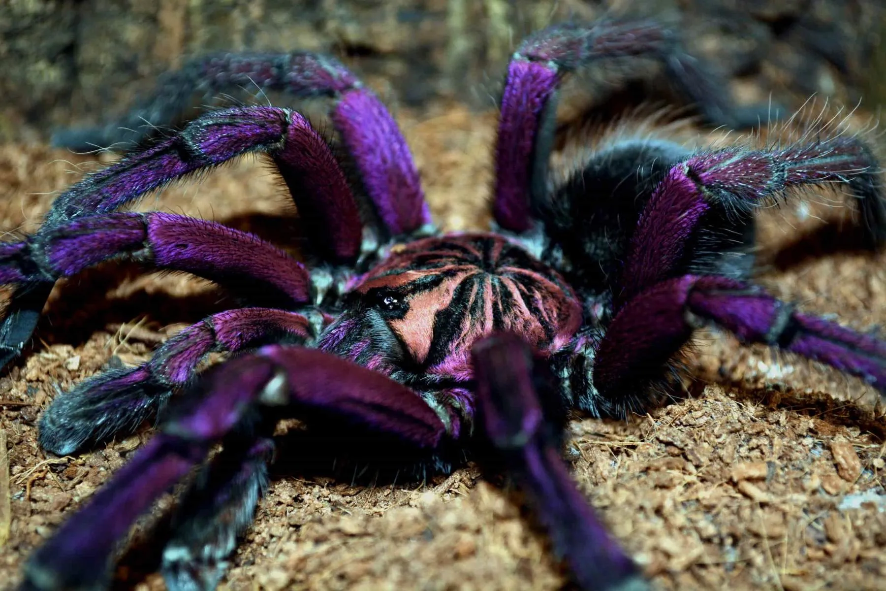 21491 tarantula feeding