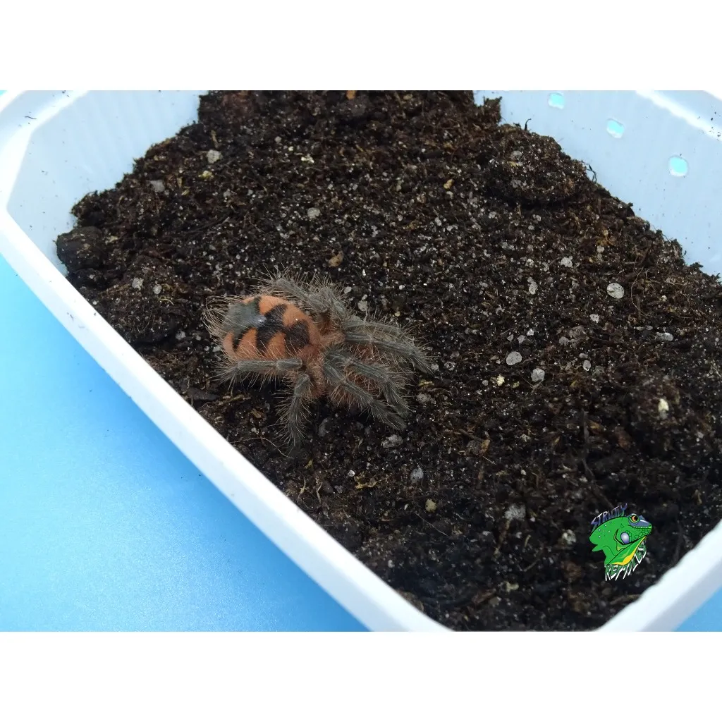21491 tarantula handling