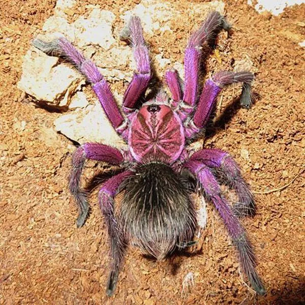21491 tarantula molting