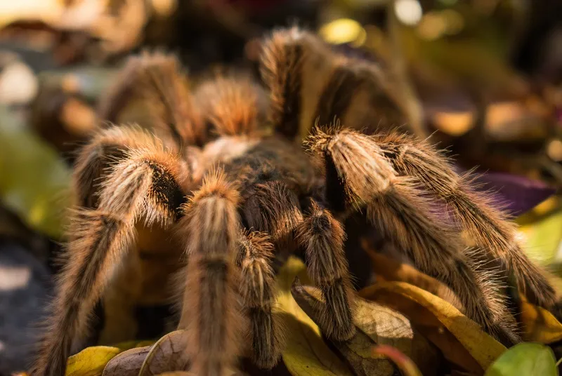 /img/21492-tarantula-eating.webp