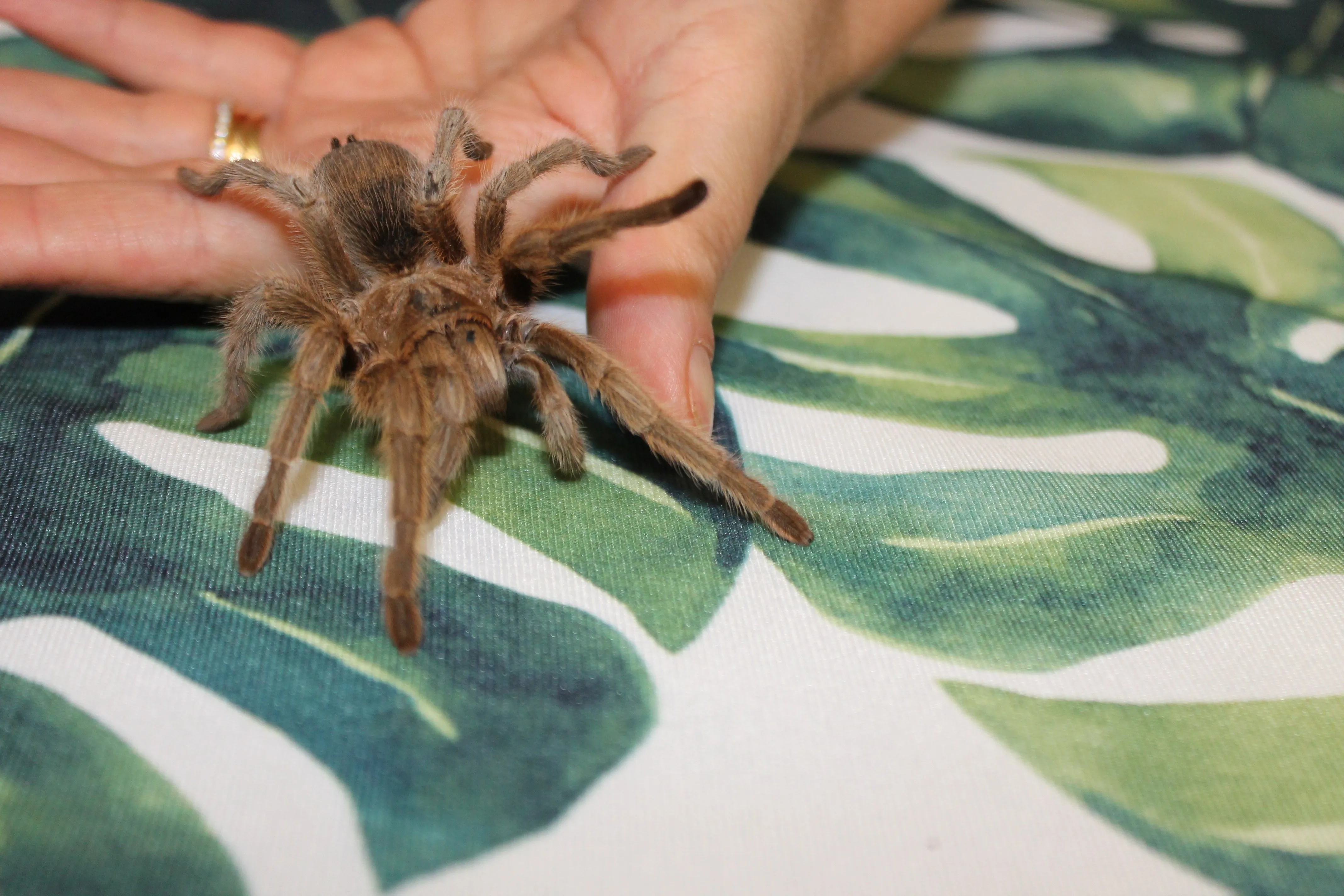 21492 tarantula molting