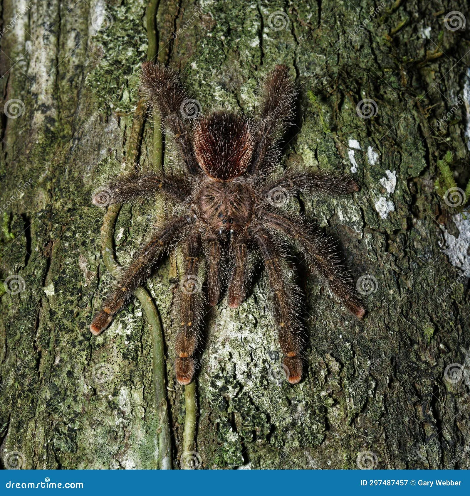 21493 pink footed tarantula appearance