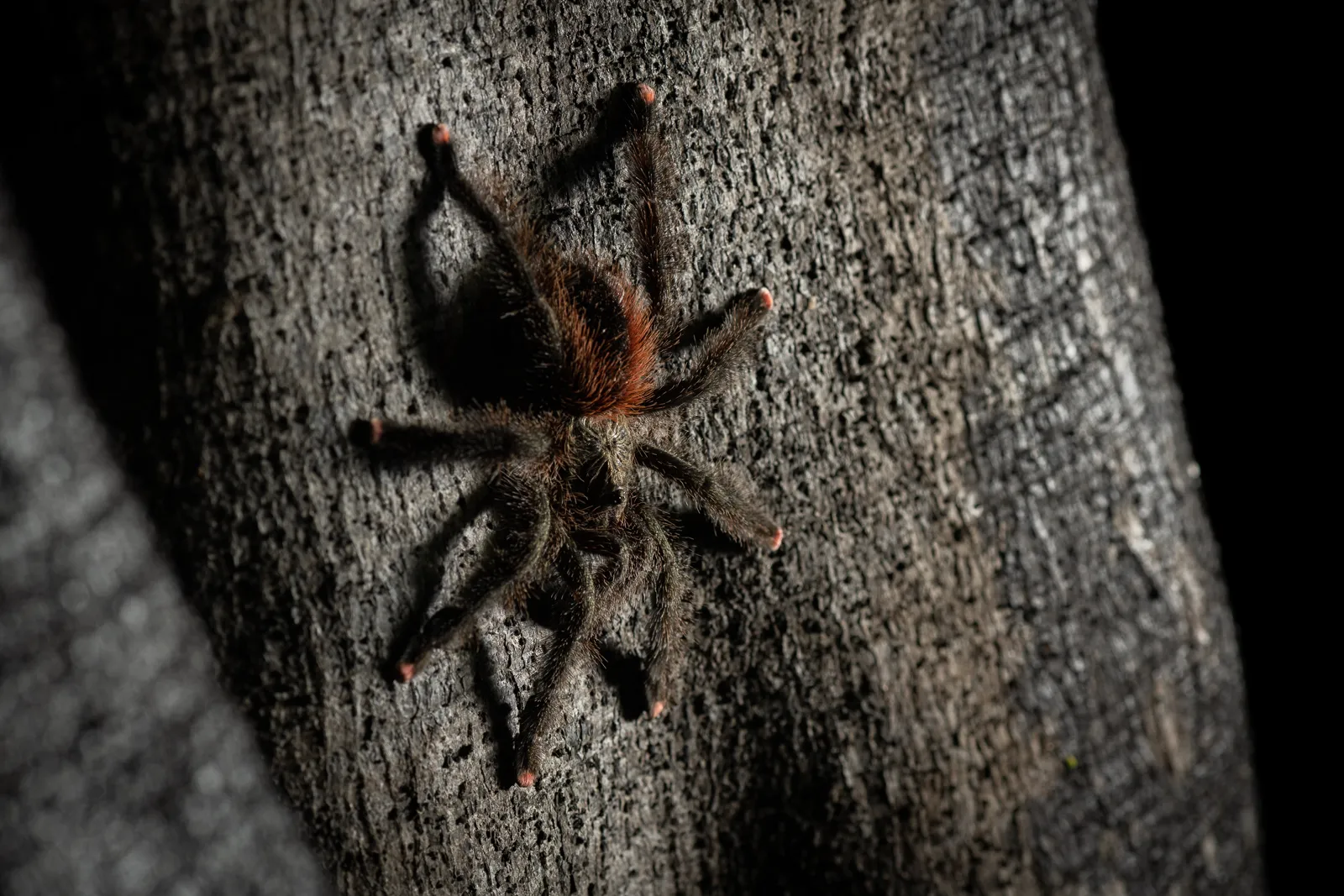 21493 pink footed tarantula behavior