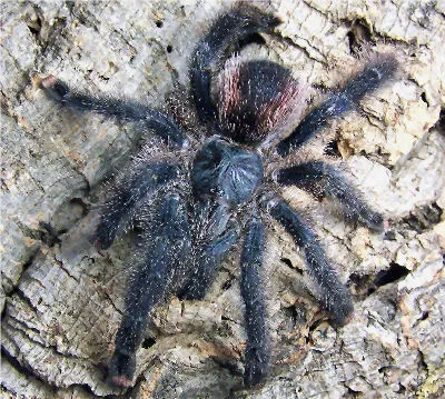 21493 pink footed tarantula defensive