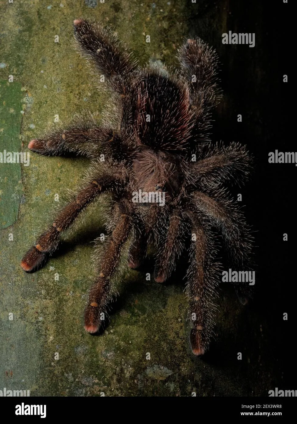 /img/21493-pink-footed-tarantula-diet.webp