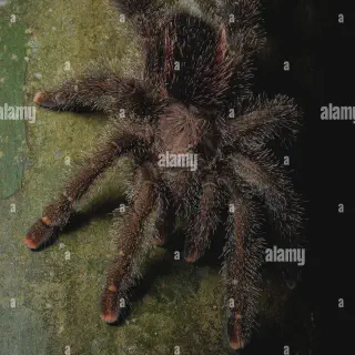 /img/21493-pink-footed-tarantula-diet.webp