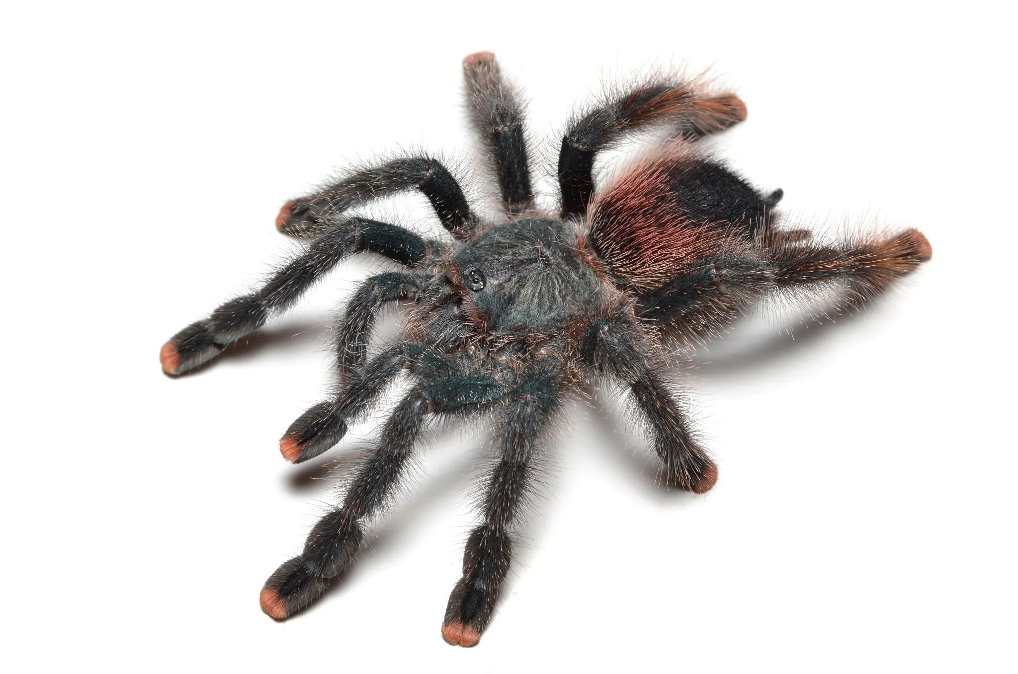 21493 pink footed tarantula lifespan