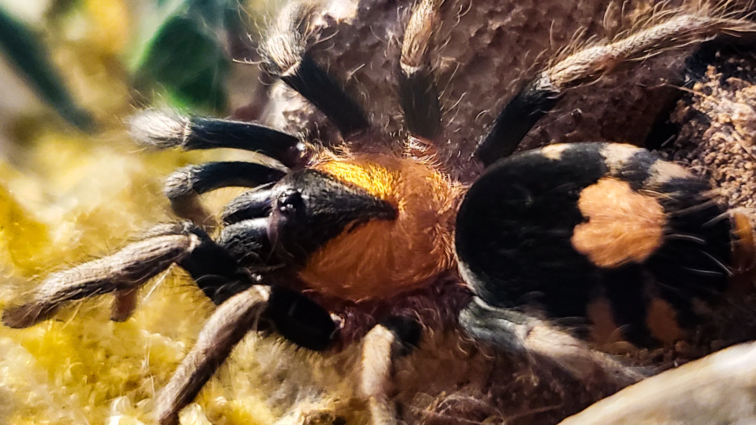 21494 handling tarantula