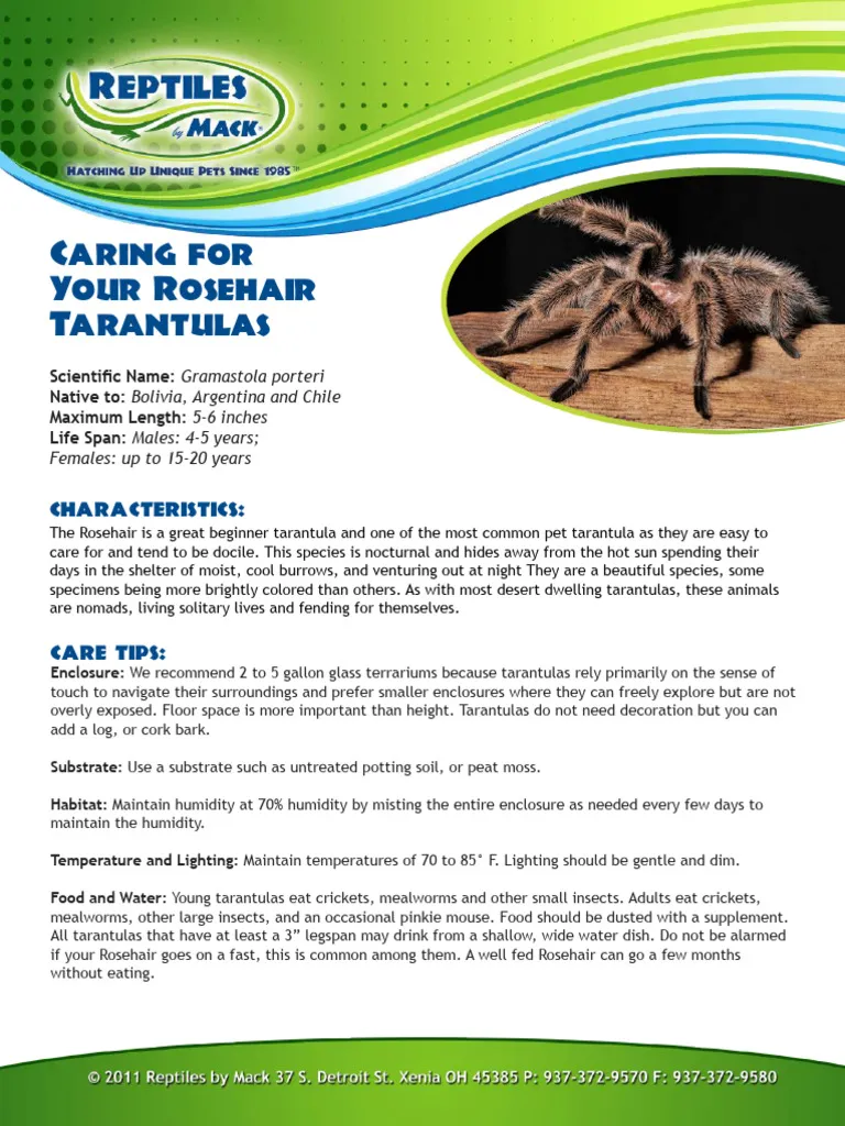 21494 healthy tarantula