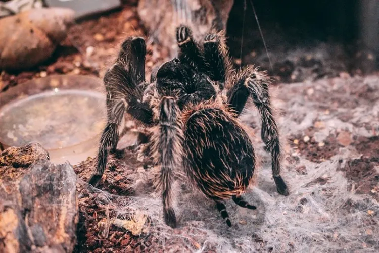 21494 tarantula enclosure
