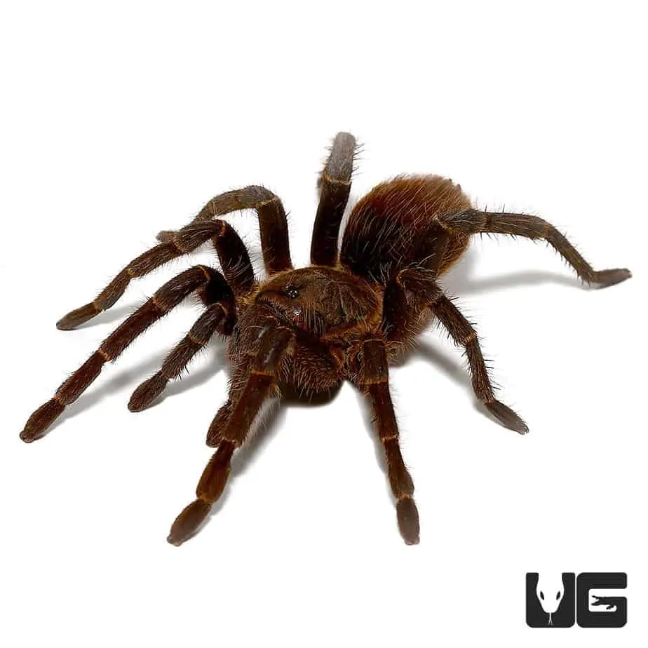 21494 tarantula feeding
