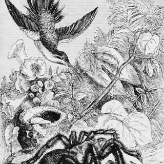 /img/21494-tarantula-molting.webp