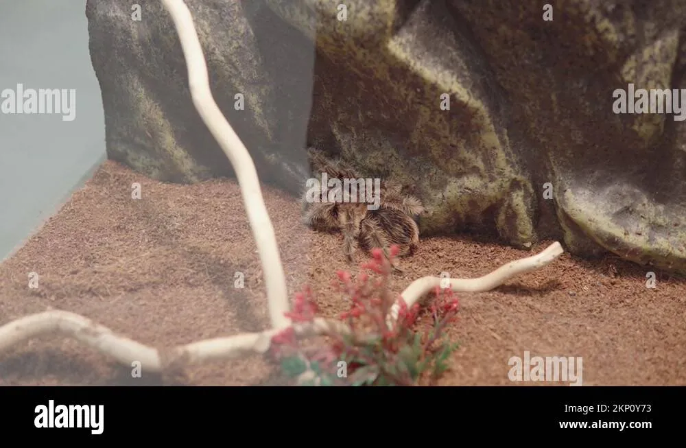 21494 tarantula water