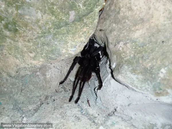 21495 allergic reaction tarantula