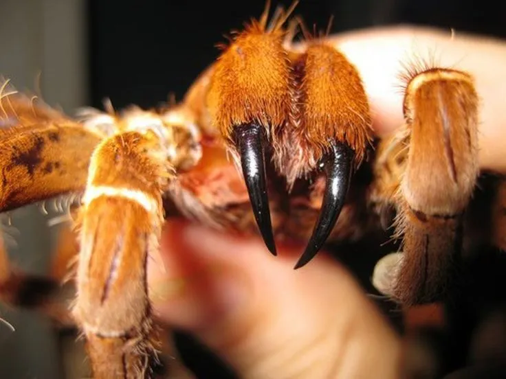 21495 tarantula bite swelling