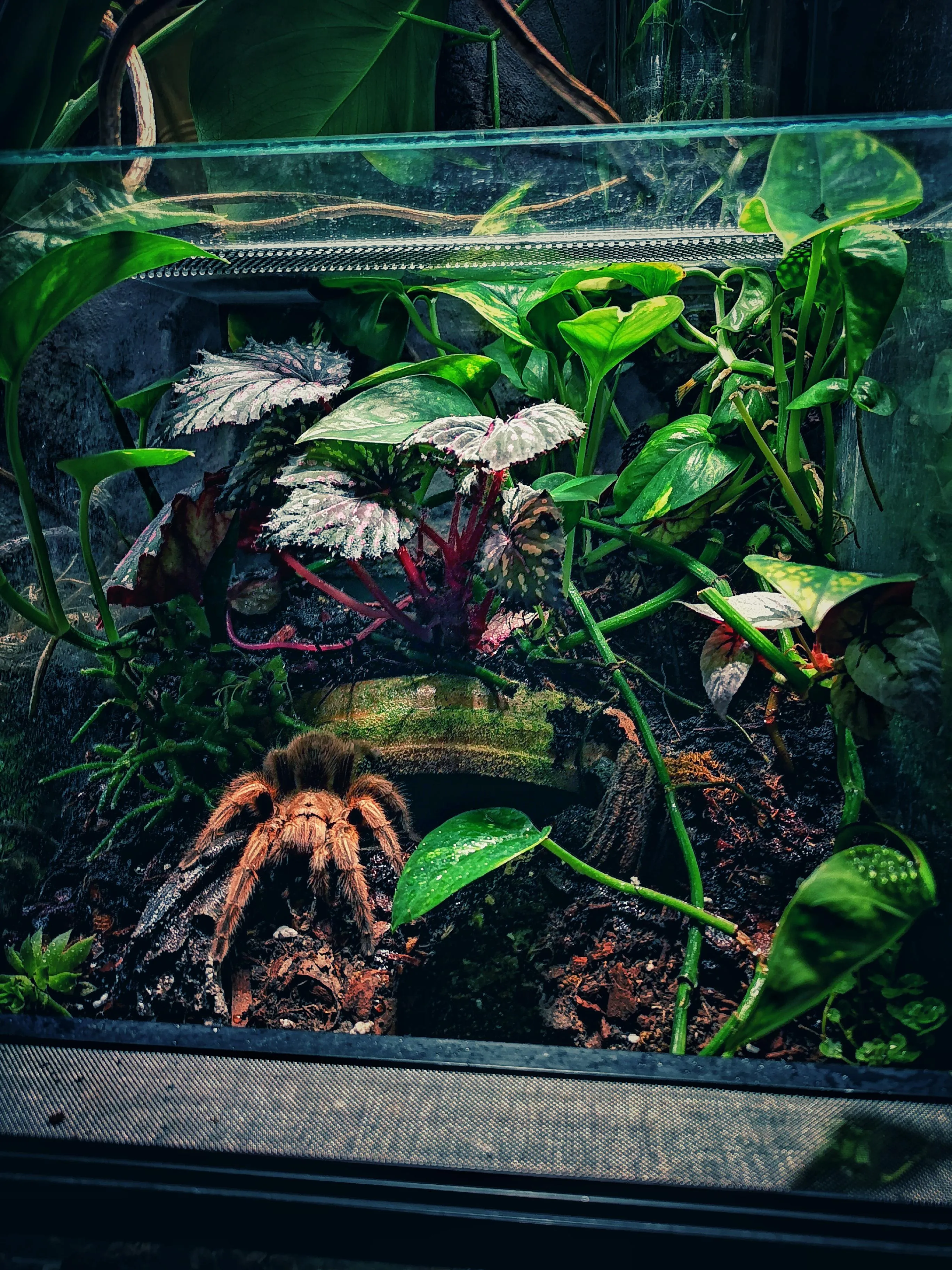 21497 cleaning tarantula enclosure
