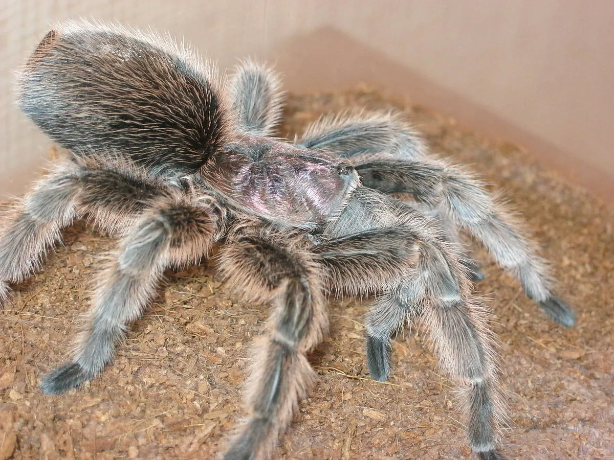 21497 live insects for tarantulas