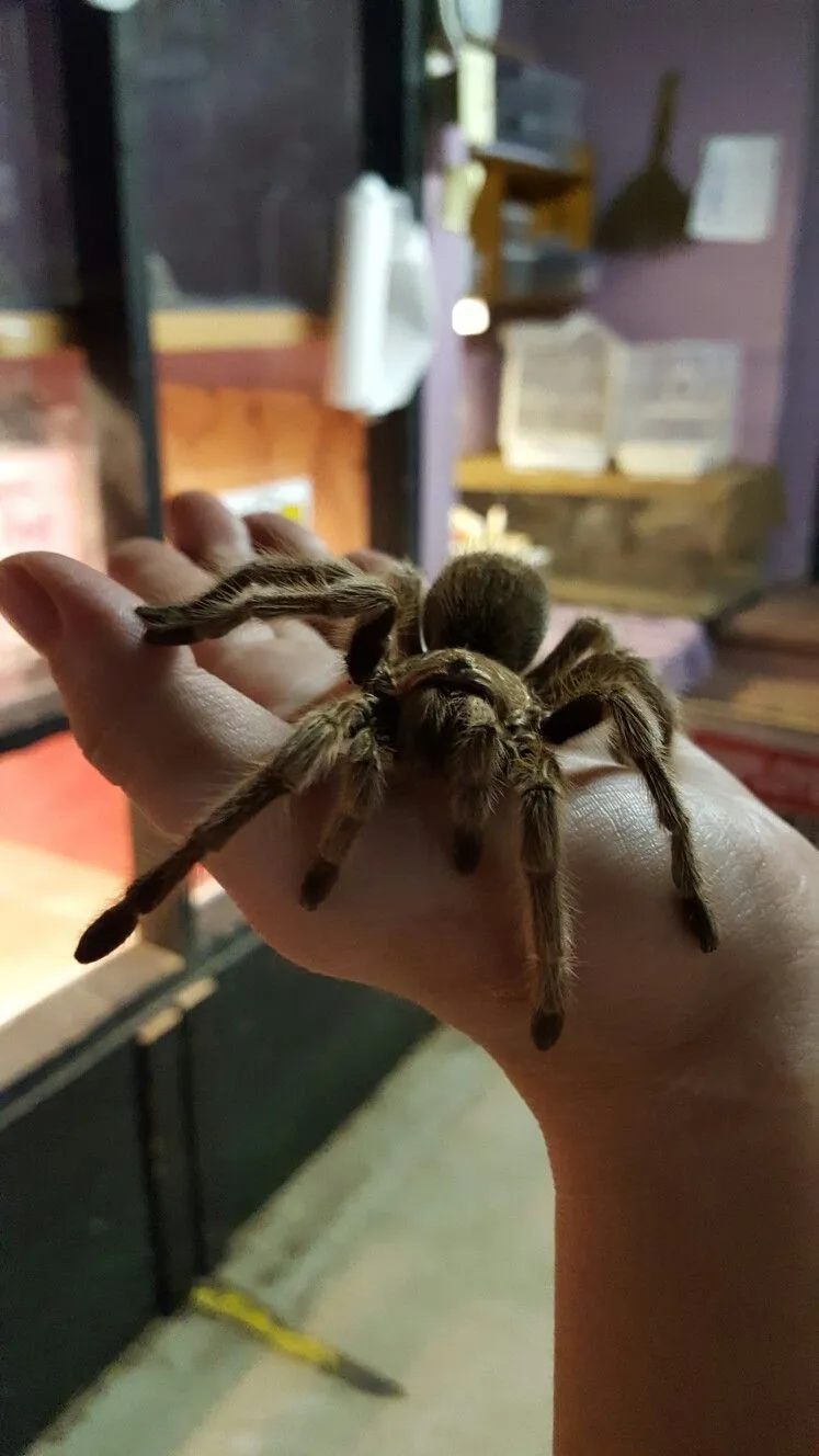 21497 overfeeding tarantula