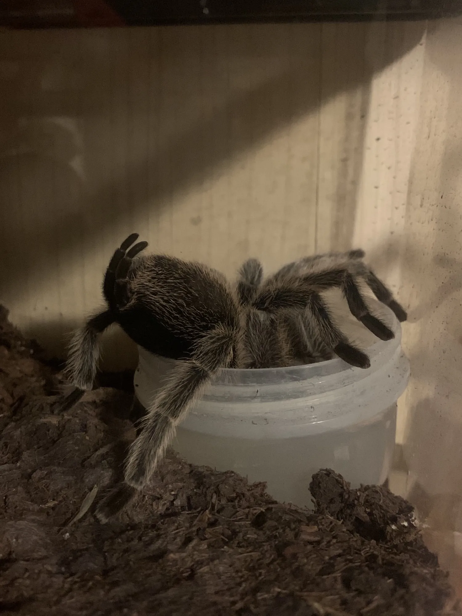 21497 tarantula handling
