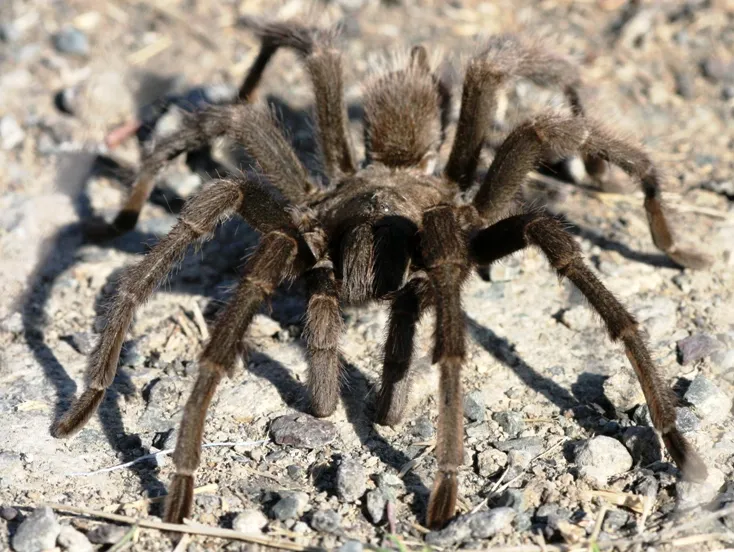 21501 arboricola tarantula enclosure
