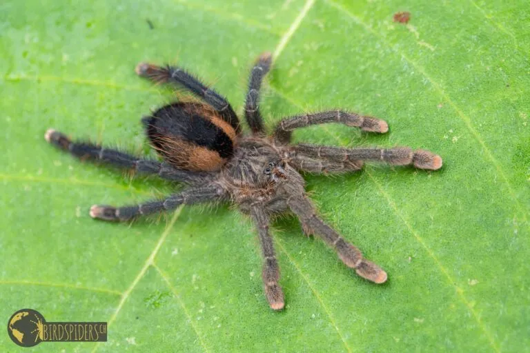 21501 arboricola tarantula handling