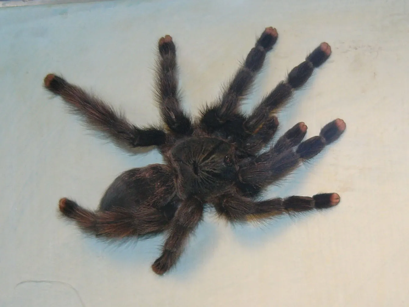 21501 arboricola tarantula molting