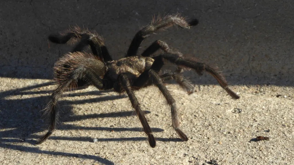 21501 arboricola tarantula overview